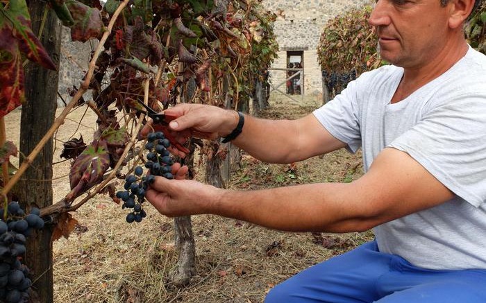 Vendemmia a Pompei